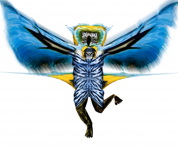 Creation of Parrot Man: Step 13